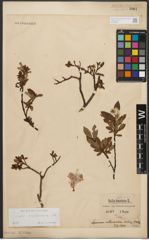 Foto von Salix waldsteiniana Willd.